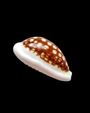 Shell conchiglia cypraea - shell,