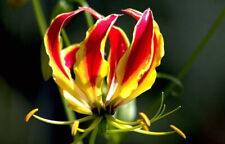Flame Lily - Fire Lily - Gloriosa superba - 5+ semi - semi - Z 116