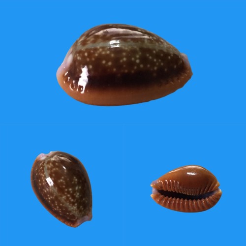 Cypraea helvola argella - ,, diego