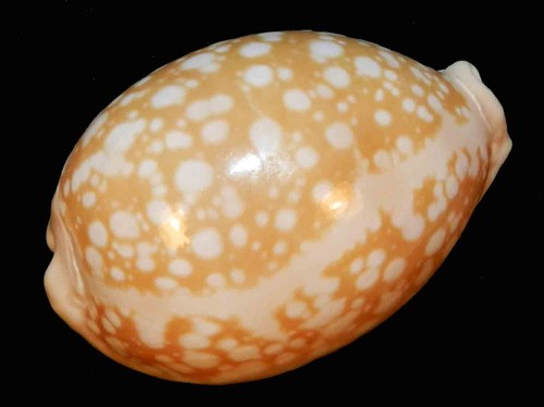Cypraea nivosa 43 - cypraea, mm