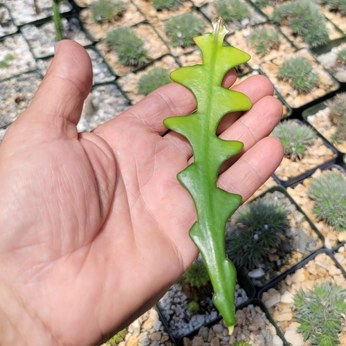 Selenicereus anthonyanus