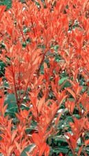 Pianta esterno photinia - pianta, da