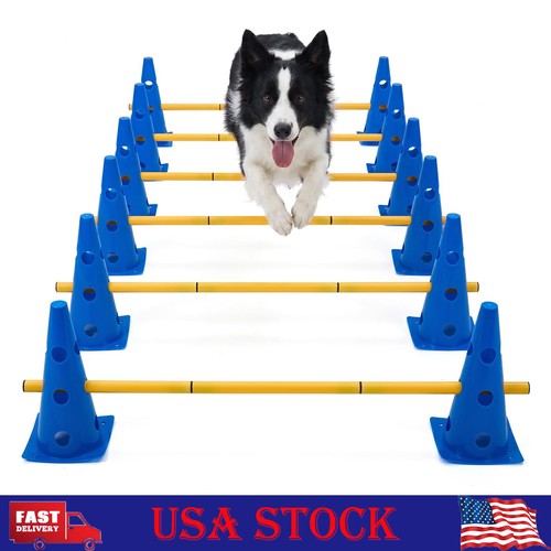Outdoor dog agility training - outdoor,