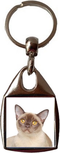 Burmese cat pet luxury square - burmese,
