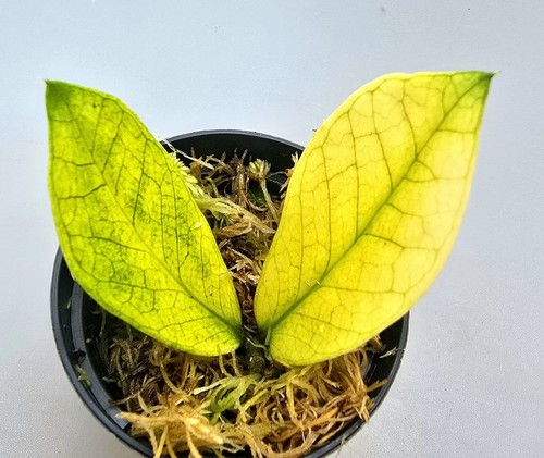 Zamioculcas zamiifolia - zamioculcas,