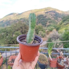 ? Vaso 10 CmØ ECHINOP. LAGENIFORMIS TorciaBOL. T. Cereus?San Spirit + Omaggio