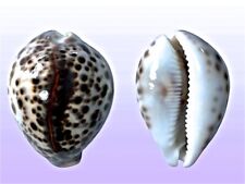 Cypraea tigris pardalis