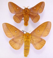 Coppia Anisota stigma