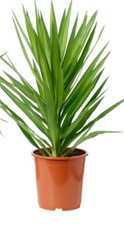 Yucca elephantipes albero - yucca,
