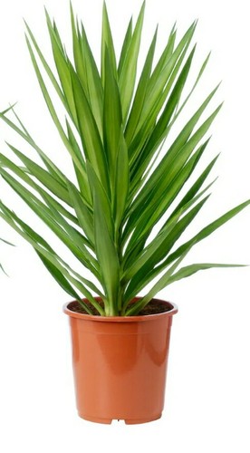 Yucca elephantipes albero - yucca, (