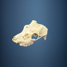 579SKU Teschio di cervo