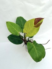Philodendron Yellow Flame
