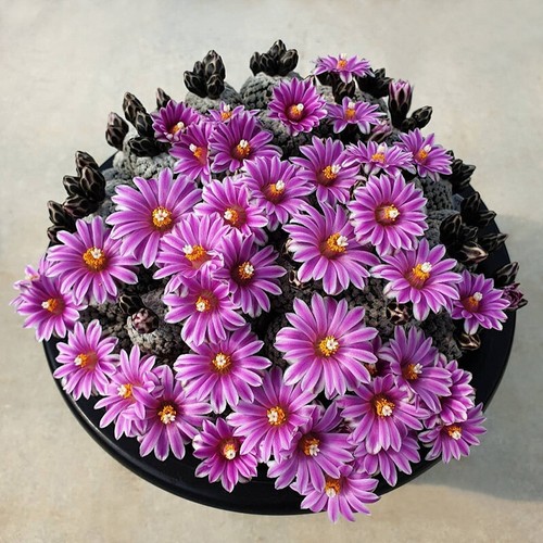 Turbinicarpus valdezianus - turbinicarpus,