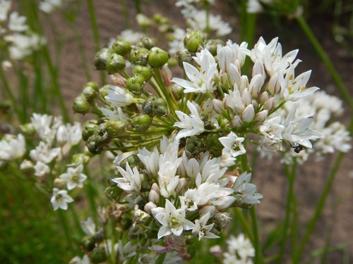 Aglio profumato fiori allium - profumato,