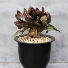 7CM 1PZS Euphorbia viva