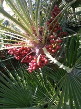 50 graines chamaerops humilis