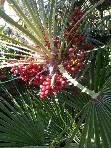 Graines chamaerops humilis - 50,