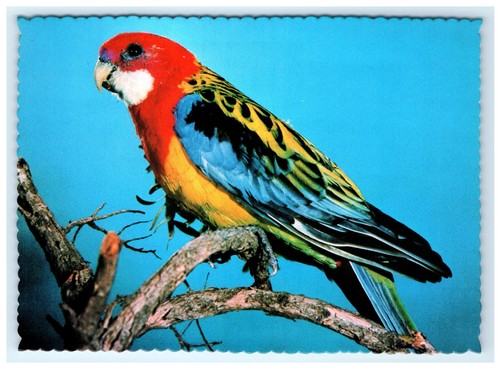 Cartolina pappagallo rosella - pappagallo,