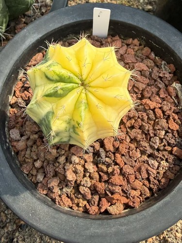Melocactus piante succulente