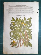 MATTIOLI MATTHIOLI Erbario a