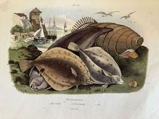 PASSERA DI MARE PLATELLA