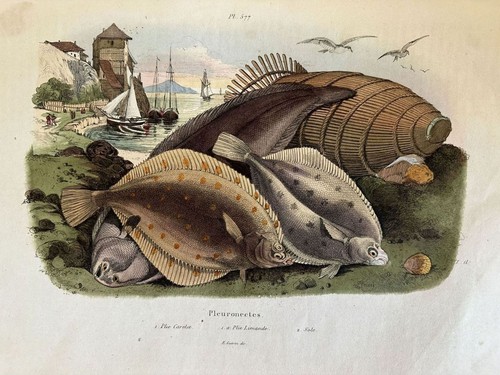 Passera mare platella - passera, di