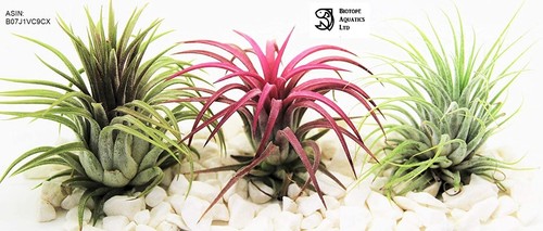 Piante aria - piante,