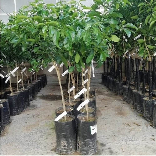 Albero pompelmo rosa - pompelmo,