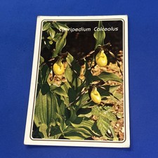 CYPRIPEDIUM CALCEOLUS