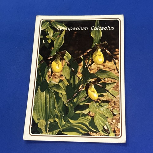 Cypripedium calceolus - cypripedium,