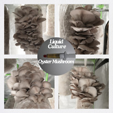Ostrica Seitling coltura liquida / Oyster Mushroom Liquid Culture