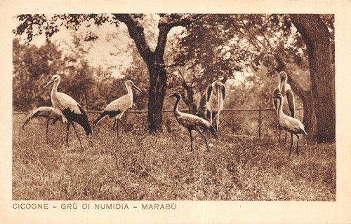 B4446 giardino zoologico - giardino,