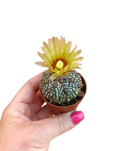 Astrophytum asterias