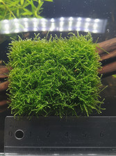 Muschio di Java 5x5 cm ABBONDANTE come in foto - ITA Piante vive acquario dolce