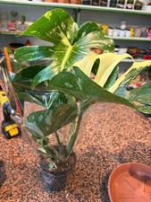 monstera thai constellation