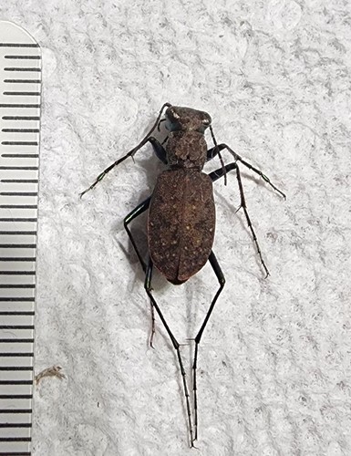 Apterodela unipunctata dal