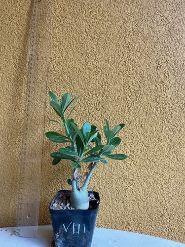 Adenium obesum compatto