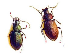 Carabidae CARABINAE Carabus