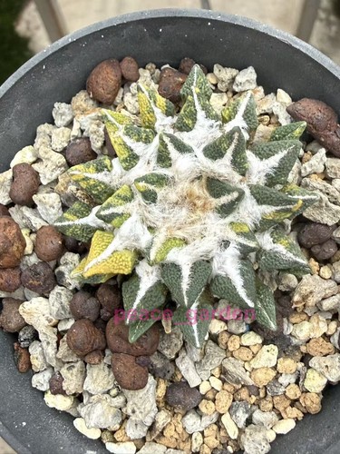 Ariocarpus kotschoubeyanus