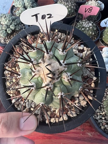 Copiapoa cinerea autoradicata