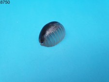 Autocarro Fiat OM Leoncino anni '60 plastica fanale anteriore laterale