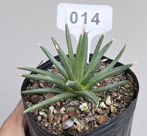 Vaso pianta rara - vaso, cm