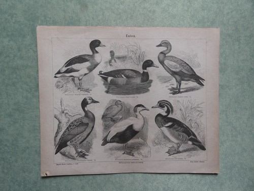 Uccelli anatre stampa - stampa, 1897