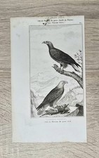 Antica litografia uccellino