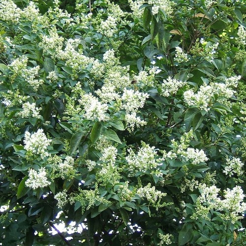 Ligustro foglie ovali - ovali,