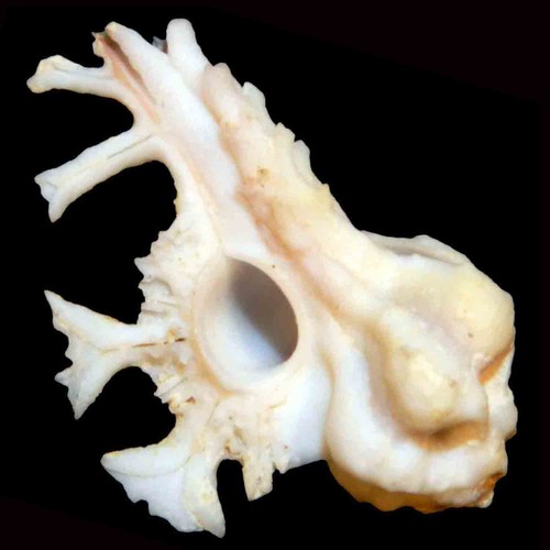 Murex pele conchiglia di - pele,
