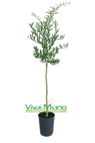 Pianta finger lime - di,