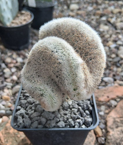 Pediocactus simponii - , f
