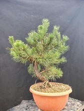 Bonsai di Pino Silvestre