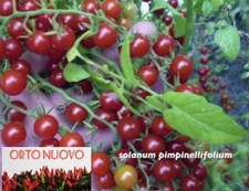 25 Semi  - POMODORO SELVATICO Ottimo Porta Innesto Per Pomodori!!!